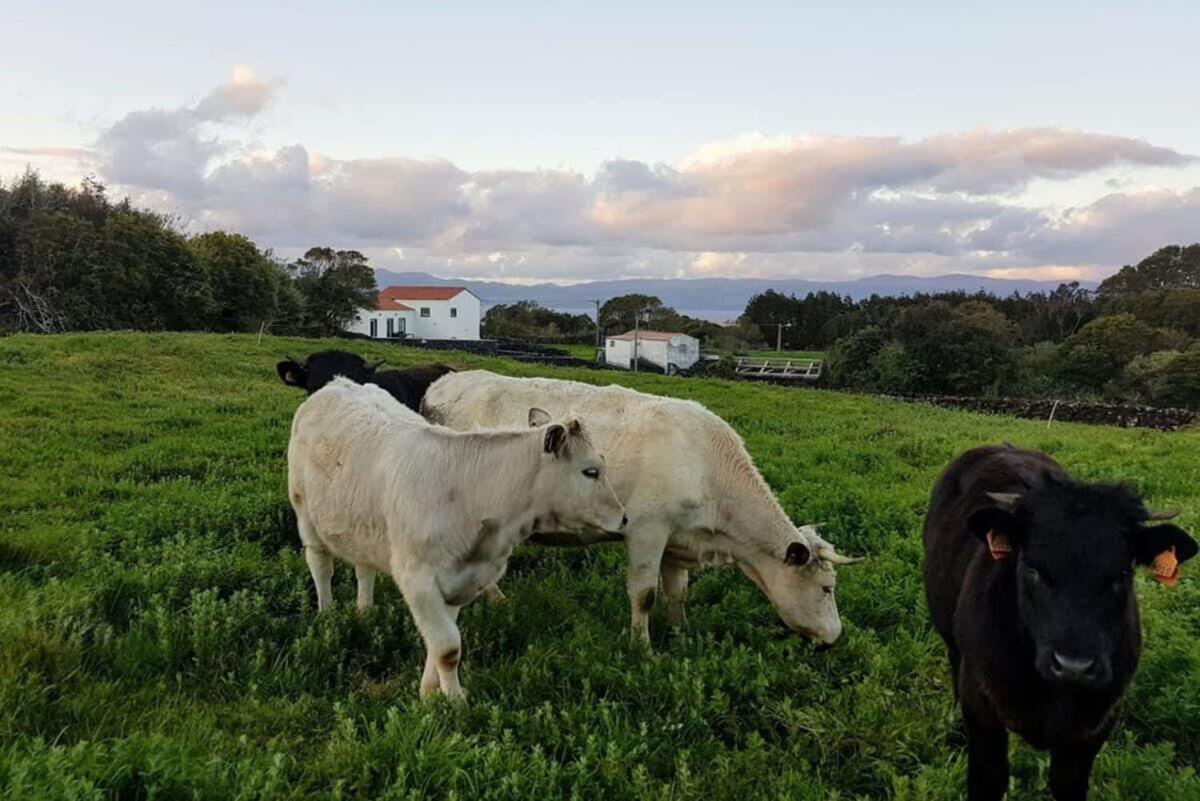 Willa Liiiving In Acores - Ocean View House Canto da Areia Zewnętrze zdjęcie